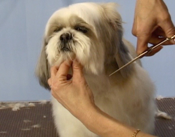 s7 トリマー 留学